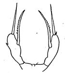 Espce Scaphocalanus echinatus - Planche 1 de figures morphologiques