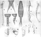 Species Labidocera laevidentata - Plate 2 of morphological figures