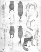 Species Ivellopsis denticauda - Plate 1 of morphological figures