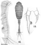 Espce Tortanus (Tortanus) barbatus - Planche 2 de figures morphologiques