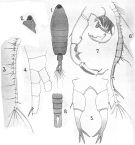 Espce Tortanus (Atortus) murrayi - Planche 1 de figures morphologiques