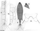 Espce Tortanus (Atortus) brevipes - Planche 1 de figures morphologiques