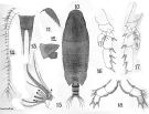 Espce Xanthocalanus agilis - Planche 1 de figures morphologiques