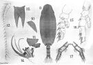 Species Onchocalanus affinis - Plate 9 of morphological figures