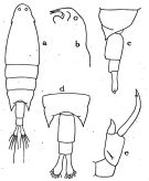 Espce Labidocera brasiliensis - Planche 1 de figures morphologiques