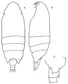Espce Macandrewella mera - Planche 1 de figures morphologiques