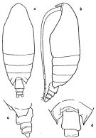 Espce Macandrewella sewelli - Planche 1 de figures morphologiques