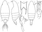 Espce Macandrewella asymmetrica - Planche 1 de figures morphologiques