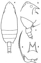 Espce Scottocalanus helenae - Planche 13 de figures morphologiques