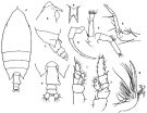 Espce Scolecocalanus lobatus - Planche 1 de figures morphologiques