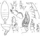 Espce Xanthocalanus squamatus - Planche 1 de figures morphologiques