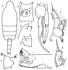 Espce Paraeuchaeta russelli - Planche 4 de figures morphologiques