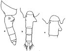 Espce Euchaeta concinna - Planche 8 de figures morphologiques