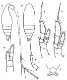 Espce Calocalanus pavoninus - Planche 7 de figures morphologiques