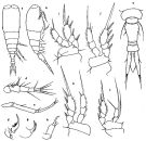 Espce Vettoria parva - Planche 3 de figures morphologiques