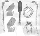 Espce Metridia princeps - Planche 13 de figures morphologiques