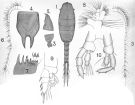 Espce Lucicutia grandis - Planche 7 de figures morphologiques