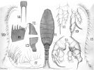 Species Disseta palumbii - Plate 11 of morphological figures