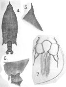 Species Arietellus aculeatus - Plate 7 of morphological figures