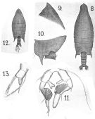 Espce Arietellus setosus - Planche 5 de figures morphologiques