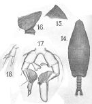 Espce Arietellus simplex - Planche 9 de figures morphologiques