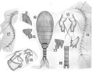 Species Nullosetigera impar - Plate 3 of morphological figures