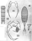 Species Calanopia aurivilli - Plate 1 of morphological figures