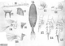Espce Aetideus armatus - Planche 6 de figures morphologiques