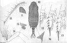 Espce Chiridius poppei - Planche 7 de figures morphologiques