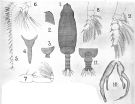 Species Chirundina streetsii - Plate 7 of morphological figures