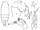 Espce Euchirella rostromagna - Planche 2 de figures morphologiques