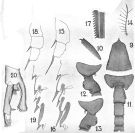 Espce Euchaeta rimana - Planche 5 de figures morphologiques