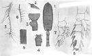 Espce Euchaeta acuta - Planche 6 de figures morphologiques