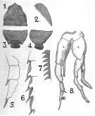 Espce Undeuchaeta plumosa - Planche 10 de figures morphologiques