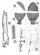 Espce Paraeuchaeta tonsa - Planche 5 de figures morphologiques
