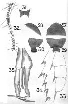 Espce Valdiviella brevicornis - Planche 3 de figures morphologiques
