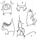 Espce Paraeuchaeta erebi - Planche 1 de figures morphologiques