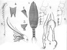 Espce Scottocalanus thori - Planche 4 de figures morphologiques