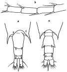 Espce Acartia (Odontacartia) pacifica - Planche 4 de figures morphologiques