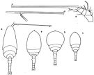 Espce Pontoeciella abyssicola - Planche 1 de figures morphologiques