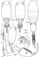 Espce Oncaea mediterranea - Planche 6 de figures morphologiques