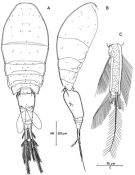 Espce Oncaea mediterranea - Planche 5 de figures morphologiques