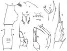 Espce Paraeuchaeta biloba - Planche 1 de figures morphologiques