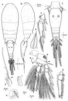 Espce Triconia conifera - Planche 8 de figures morphologiques