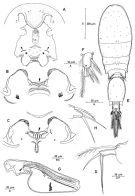 Espce Triconia conifera - Planche 9 de figures morphologiques
