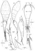 Espce Triconia dentipes - Planche 3 de figures morphologiques