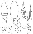 Espce Pseudoamallothrix incisa - Planche 1 de figures morphologiques