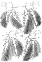 Espce Triconia minuta - Planche 4 de figures morphologiques