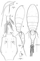 Espce Triconia rufa - Planche 1 de figures morphologiques