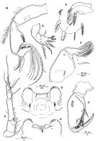 Espce Triconia rufa - Planche 2 de figures morphologiques
